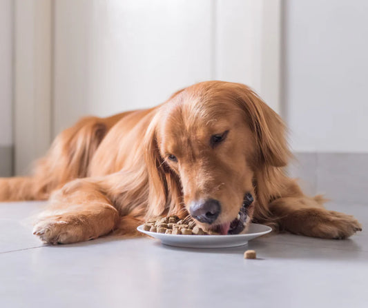Understanding the Cost of Dog Food: Factors to Consider for Balanced Nutrition