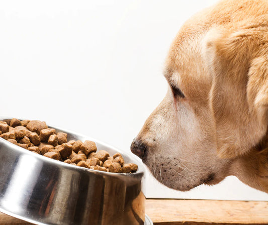 Understanding Dog Food Preferences: Dry vs. Canned Food Options