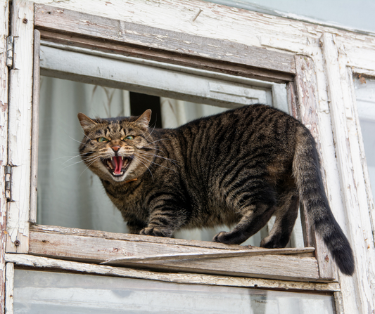 Understanding Feline Aggression: Exploring the Behavior of Cats