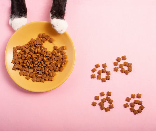Basic Nutrition for Cats