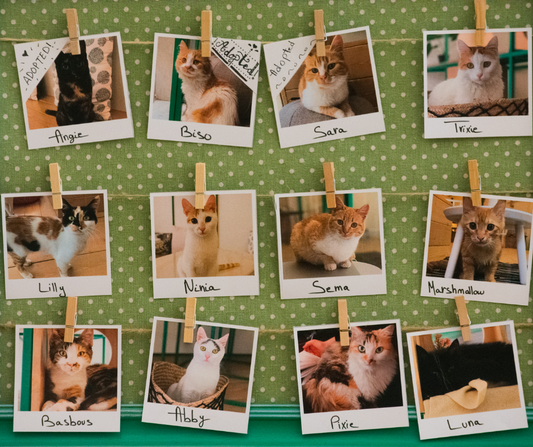 Selecting Your Cat