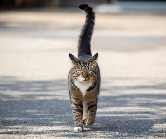 Cat on a Walk