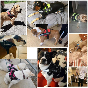 TRUEHARNESS™ The Personalized No-Pull Dog Harness - Pets R Kings